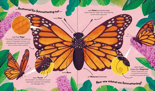 Aus klein wird groß. So wächst ein Schmetterling