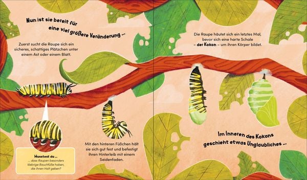 Aus klein wird groß. So wächst ein Schmetterling