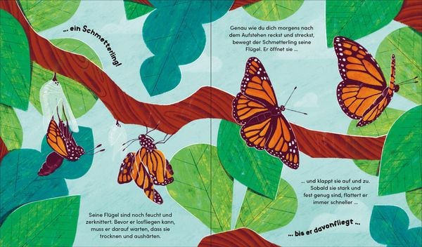 Aus klein wird groß. So wächst ein Schmetterling