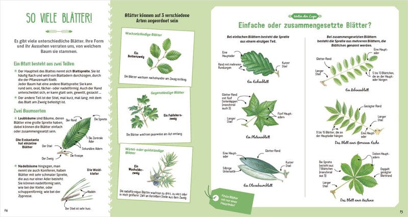 Das große Buch der Bäume